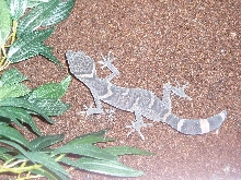 G.Luii