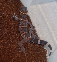 G.luii male