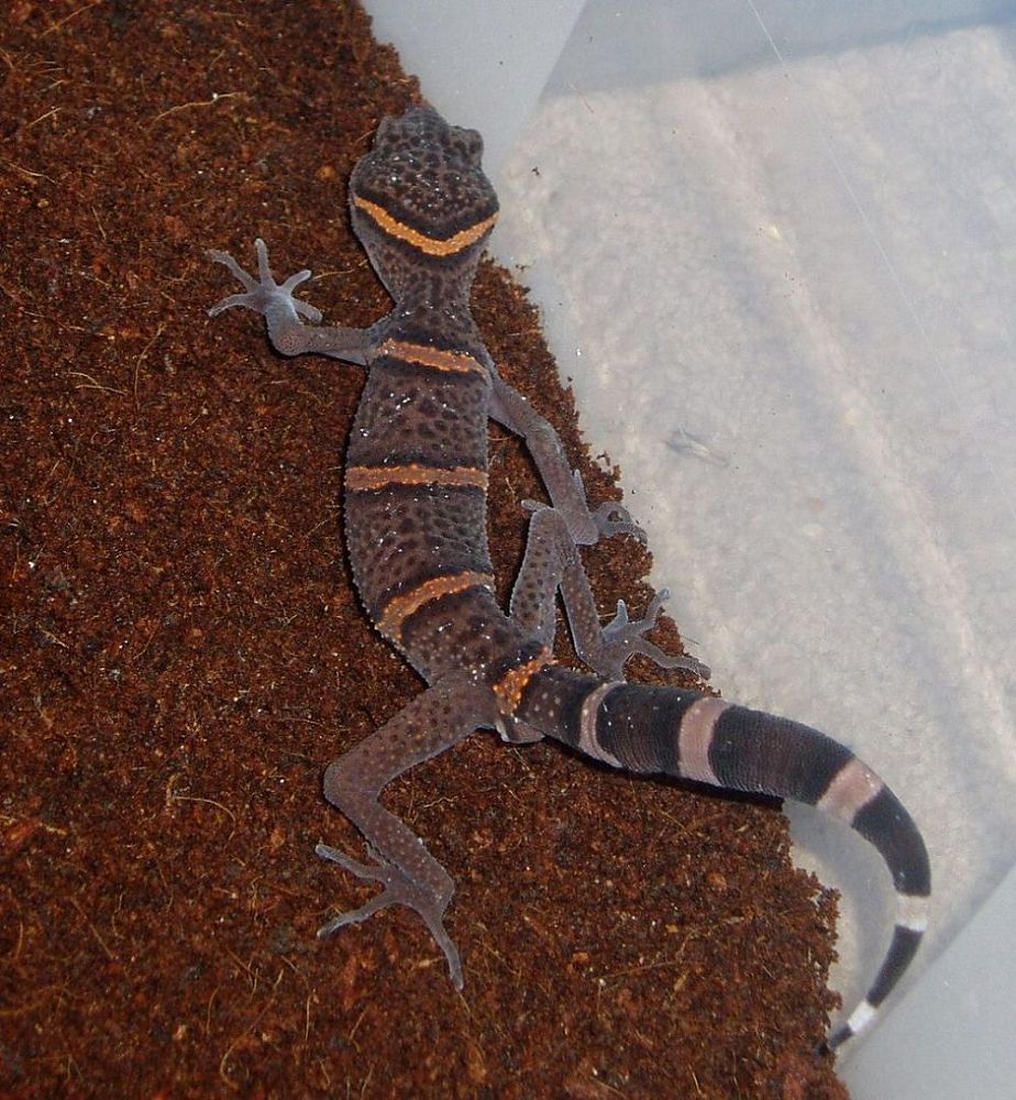 G.luii male