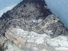Holodactylus Africanus Male
