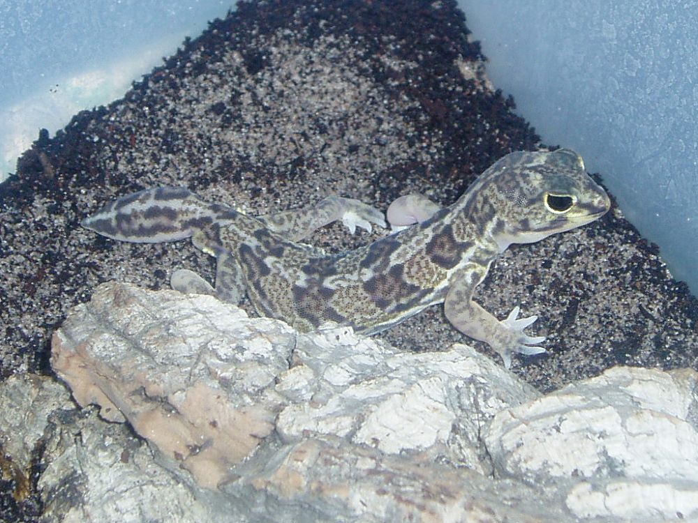 Holodactylus Africanus Male