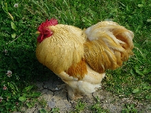 Buff Pekin Cock