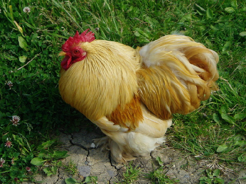 Buff Pekin Cock