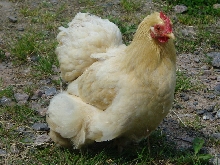 Buff pekin Hen