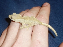 ciliatus