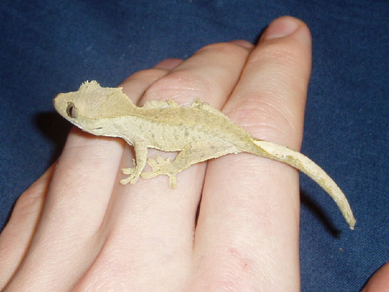 ciliatus