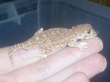 helmeted gecko male