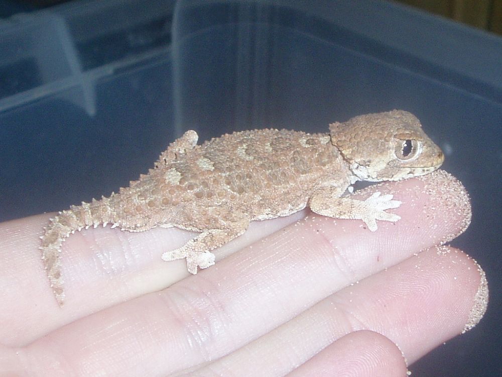 helmeted gecko male