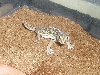 holodactylus africanus