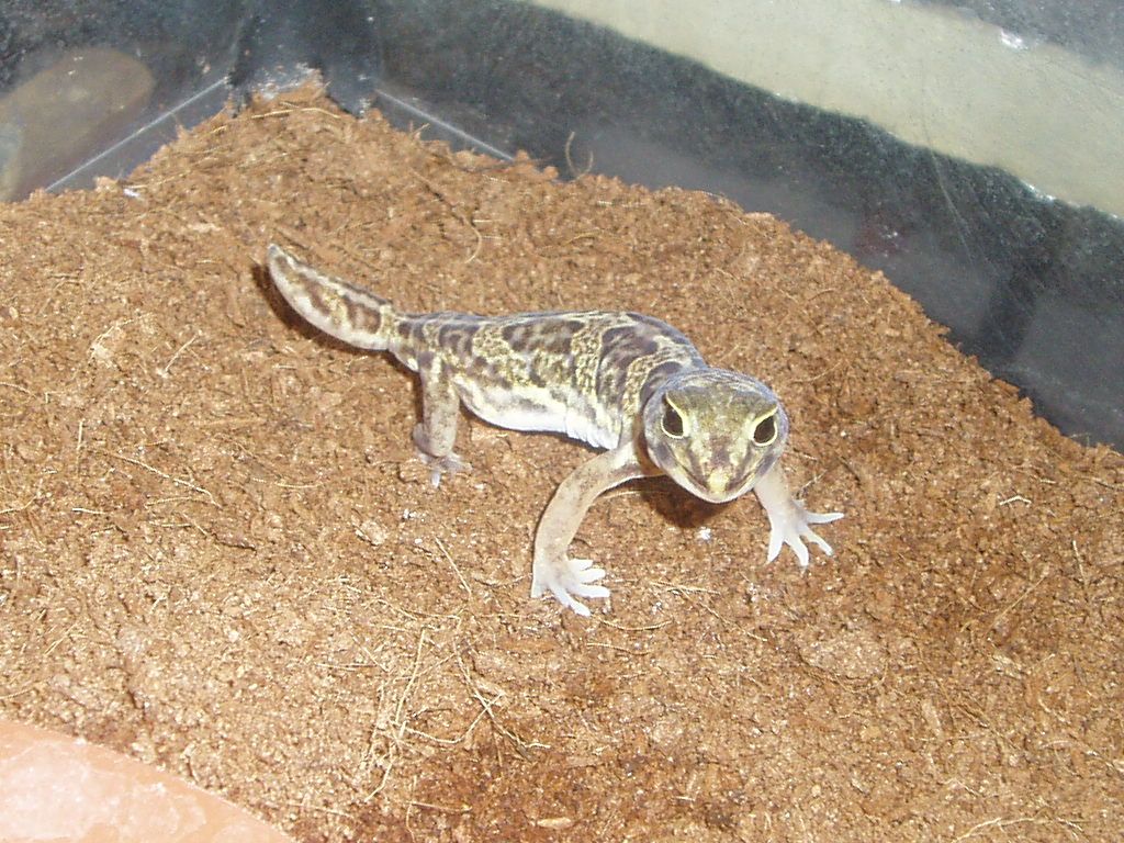 holodactylus africanus