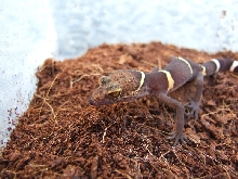 G.litchenfelderi