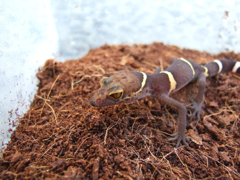 G.litchenfelderi