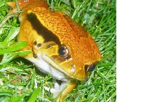 tomatoe frog