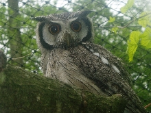 Scoops owl