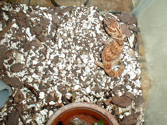 UNKNOWN GECKO HELP