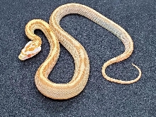 Butter Bloodred Stripe aka Sulfur Stripe