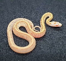 Butter Bloodred Stripe aka Sulfur Stripe