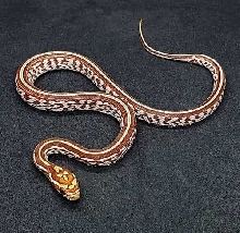 Miami Tessera (Possible Homozygous aka Super Tessera) 66% Het Amelanistic