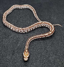 Miami Tessera (Possible Homozygous aka Super Tessera) 66% Het Amelanistic