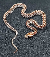 Miami Tessera (Possible Homozygous aka Super Tessera) 66% Het Amelanistic