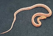 Amelanistic Miami Tessera (Possible Homozygous aka Super Tessera)