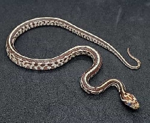 Miami Tessera (Possible Homozygous aka Super Tessera) 66% Het Amelanistic f
