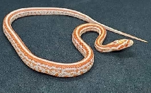 Amelanistic Miami Tessera (Possible Homozygous Aka Super Tessera)