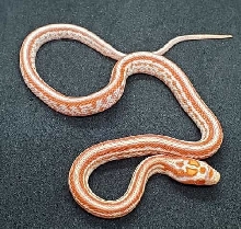 Amelanistic Miami Tessera (Possible Homozygous Aka Super Tessera)