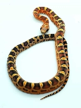 Scaleless 50% Het Anerythristic 50% Het Diffused 50% Het Motley 50% Het Hyp