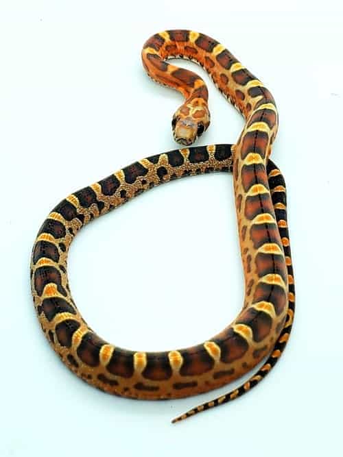 Scaleless 50% Het Anerythristic 50% Het Diffused 50% Het Motley 50% Het Hyp