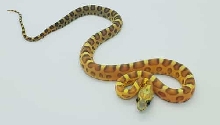 Scaleless Caramel 50% Het Anerythristic 50% Het Diffused 50% Het Motley 50%