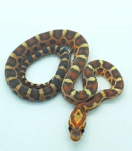 Scaleless 50% Het Anerythristic 50% Het Diffused 50% Het Motley 50% Het Hyp