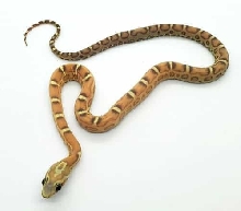 Scaleless Caramel 50% Het Anerythristic 50% Het Diffused 50% Het Motley 50%