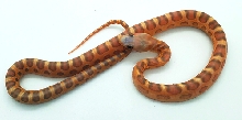 Scaleless Diffused (Bloodred) 50% Het Caramel 66% Het Hypo 66% Het Amelanis