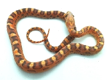 Scaleless Diffused (Bloodred) 50% Het Caramel 66% Het Hypo 66% Het Amelanis