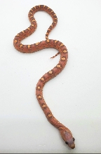 Scaleless Diffused (Bloodred) 50% Het Caramel 66% Het Hypo 66% Het Amelanis
