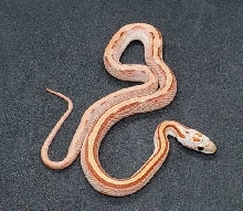 Sunkissed Bloodred Stripe