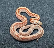 Sunkissed Bloodred Stripe