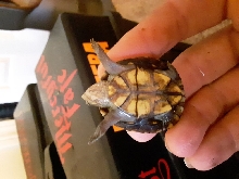 Red Cheek Mud Turtle