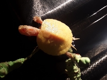 Tobias, the little albino