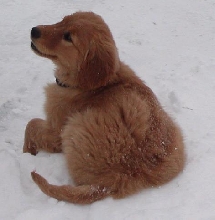 Lola the puppy