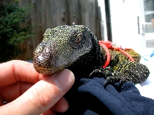 Crocky