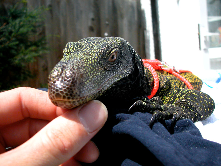 Crocky