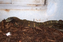 Crocky