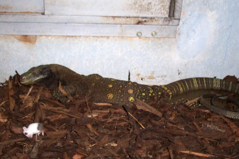 Crocky