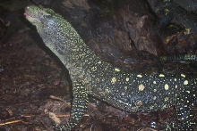 Crocky
