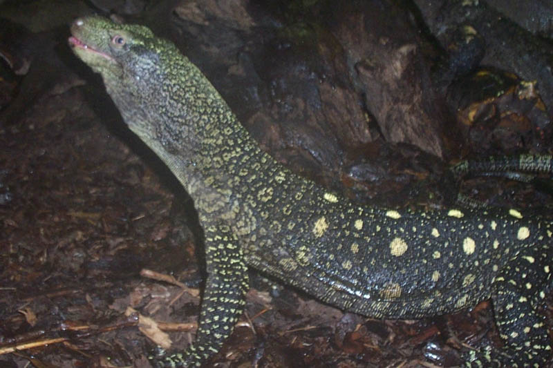 Crocky