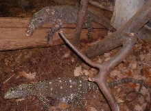 Crocky