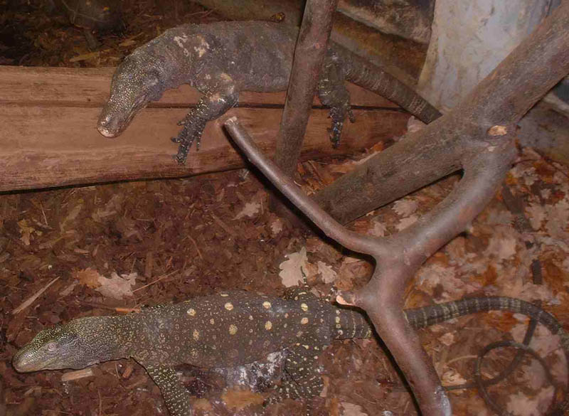 Crocky