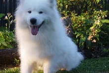 Molly, 4 years old